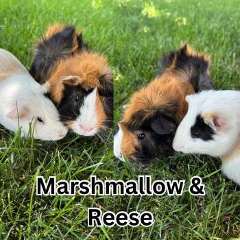 Rescue Abyssinian and Guinea Pig Guinea Pigs for Adoption in Ripon, California - Marshmallow & Reese | PetCurious